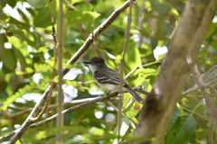 Myiarchus antillarum