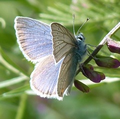 Cyaniris semiargus bellis