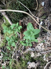 Teucrium scorodonia