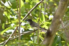 Myiarchus antillarum
