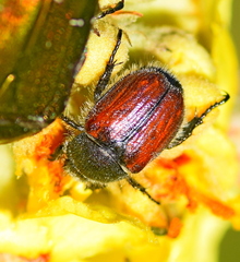 Blitopertha lineolata
