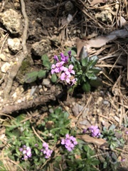 Arabis rosea