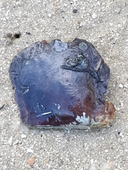 Isognomon ephippium