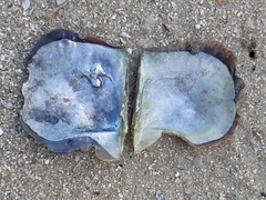 Isognomon ephippium