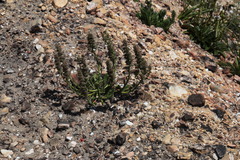 Echiostachys ecklonianus