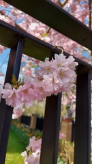 Prunus serrulata