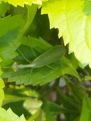 Parastagmatoptera