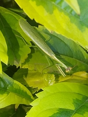 Parastagmatoptera