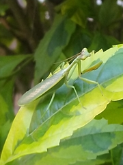 Parastagmatoptera