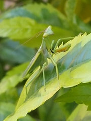 Parastagmatoptera