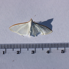 Palpita margaritacea