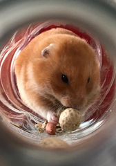 Mesocricetus auratus