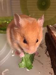 Mesocricetus auratus