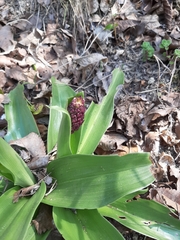 Orchis purpurea