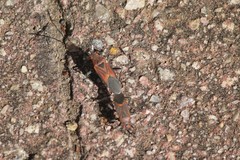 Leptocoris mitellatus