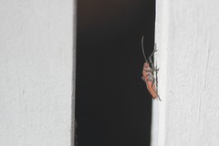 Leptocoris mitellatus