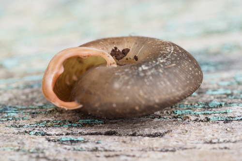 Oestophora barbella
