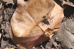 Leptocoris mitellatus