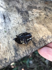 Allorrhina menetriesi