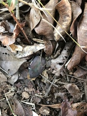 Allorrhina menetriesi