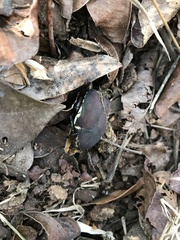 Allorrhina menetriesi