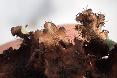 Parmotrema subtinctorium