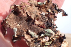 Parmotrema subtinctorium