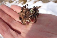 Parmotrema subtinctorium