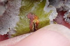 Parmotrema subtinctorium