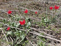 Tulipa raddii