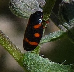 Cercopis intermedia