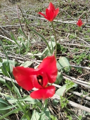 Tulipa raddii