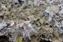 Parmotrema subtinctorium