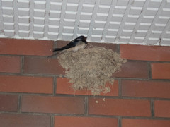 Hirundo rustica gutturalis