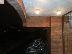 Hirundo rustica gutturalis