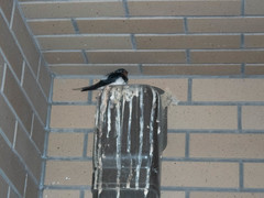 Hirundo rustica gutturalis