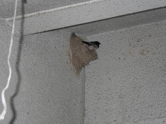 Hirundo rustica gutturalis