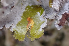 Parmotrema subtinctorium