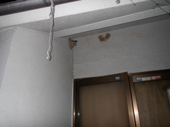 Hirundo rustica gutturalis