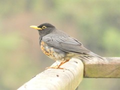 Turdus dissimilis