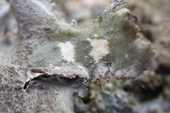 Parmotrema subtinctorium