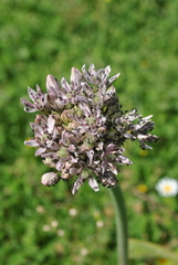 Allium nigrum