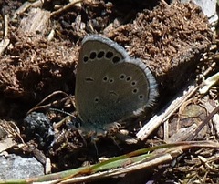 Glaucopsyche astraea