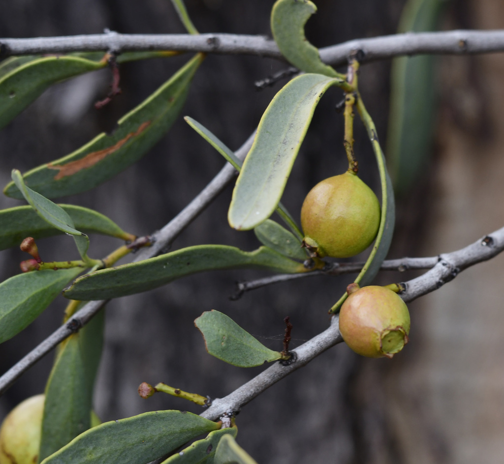 Australian sandalwood