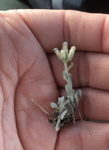 small-leaf pussytoes