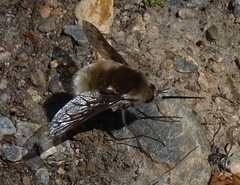 Bombylius medius
