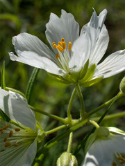 Cerastium maximum