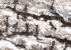 Pheidole rhea
