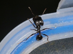 Pheidole rhea