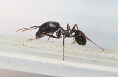 Pheidole rhea